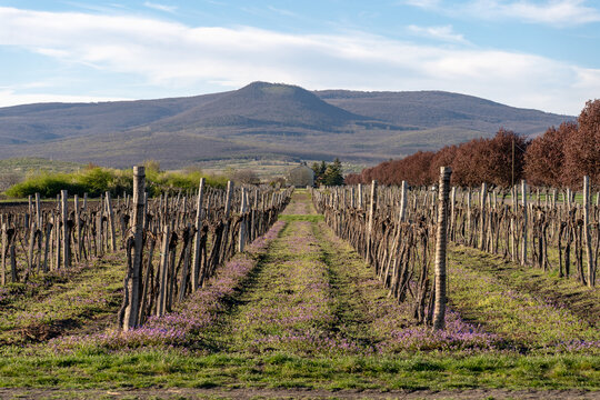 Vineyard rows beneath a wooded mountain landscape