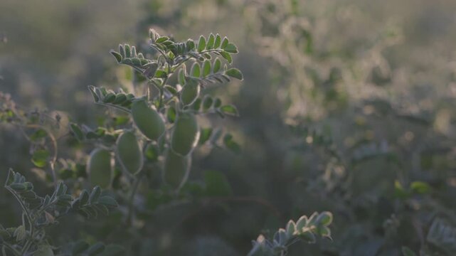 Chickpea bush. Chickpeas ripening in the field. Chickpeas in the field after treatment with chemicals. slow motion video. ProRes 422 10 bit C-LOG video..