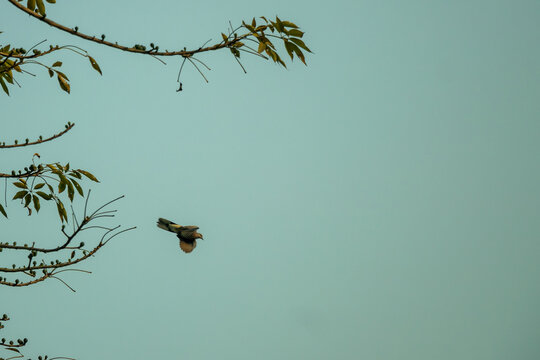 Brown bird flying through open sky near green tree branches scenic.