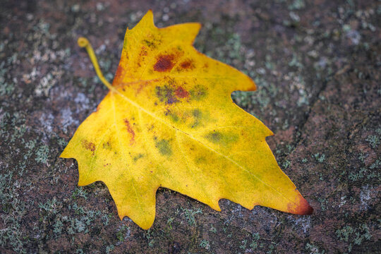 A yellow plane tree leaf with rusty spots against a stony background, Platanus &times; hispanica, Konstanz, Baden-Wuerttemberg, Germany