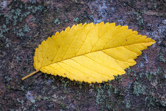 A yellow elm leaf with a serrated edge lies on a piece of beech bark, Ulmus minor, Fagus sylvatica, Konstanz, Baden-Wuerttemberg, Germany