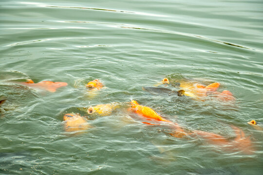 Group of orange koi fish swimming together within murky pond water.