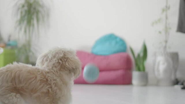 Adorable small fluffy poodle puppy playing with a ball in a bright living room in slow motion