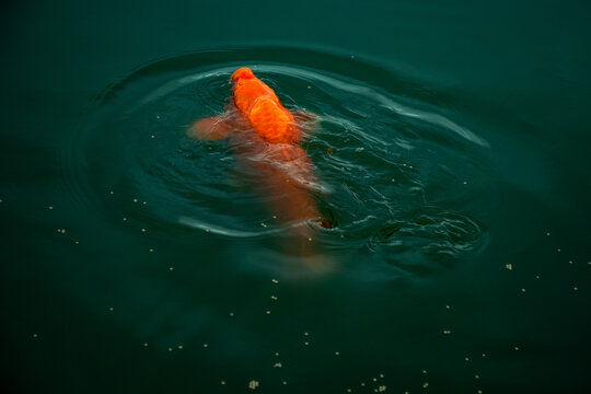 Large orange koi surfacing in rippled green pond water for food.