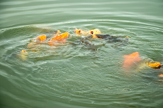 Orange koi fish group swimming together within murky green waters.