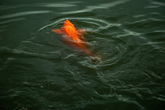 Orange koi fish swimming in dark rippling water of outdoor pond.
