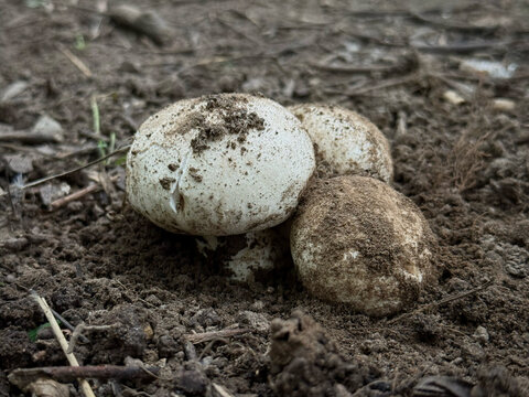 Common stinkhorn fungus in egg stage growing from a dark fertile soil forest ground. Close-up view of a wild edible young Phallus impudicus mushroom covered with soil particles. Natural organic flora.