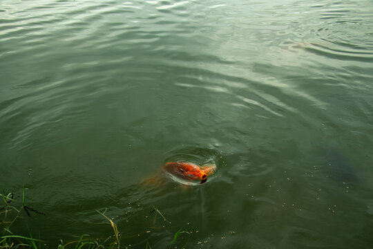 Orange koi fish swimming in green water lake with ripple pattern.