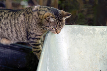 portrait of a cat, nacka,sweden,sverige,stockholm,summer © Mats