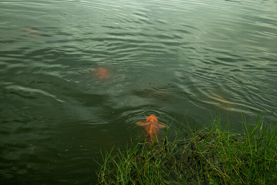 Orange koi fish swimming in murky green pond near grassy shoreline.