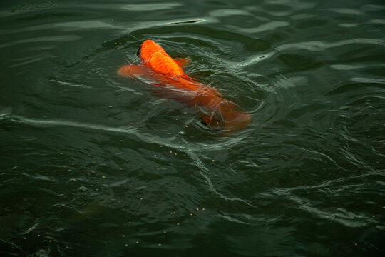 Orange koi fish swimming near surface of dark rippling pond water.