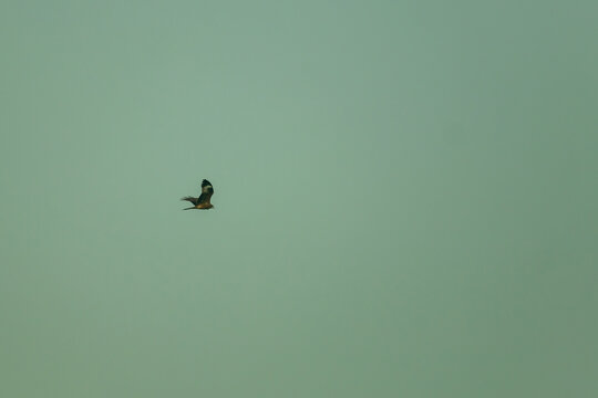 Predatory bird gliding across blue sky searching for prey in nature.