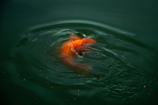 Orange koi fish turning in dark water creating circular ripples.