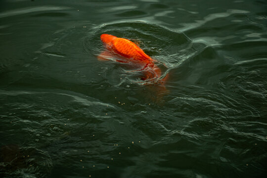 Single orange koi fish swimming gracefully in deep dark pond water.