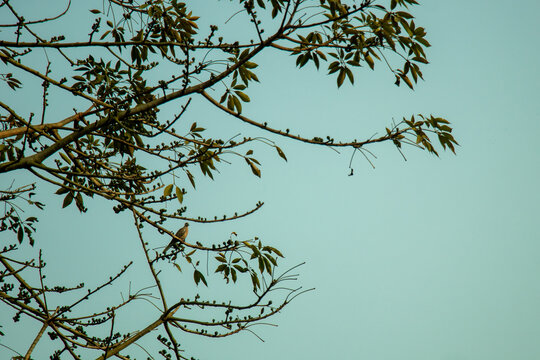 Small bird perched on large tree branches against clear blue sky.