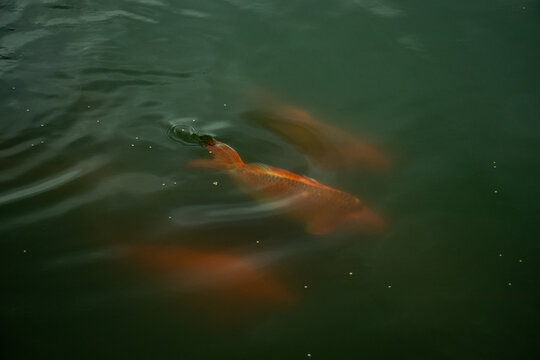 Two orange koi fish swimming in dark murky pond water with depth.