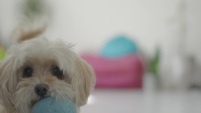 Small adorable puppy with long fur playing with a blue ball indoors in slow motion