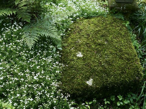 Miyagi spring recovery meadow mossy stone in a grassy area