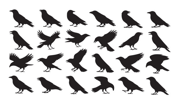 Black raven silhouette collection featuring twenty four different crow poses on a transparent background.