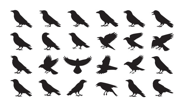 Black crow and raven silhouette collection displaying various behaviors including flying perching and cawing.