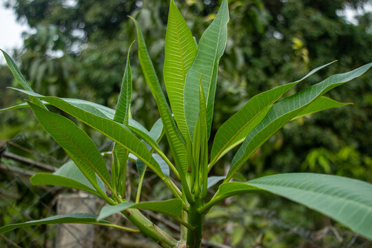 Young green plumeria leaves emerge from shrub in lush garden setting.