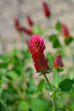A detailed close up of a bright red crimson clover blossom standing tall in a meadow with more blurred flowers in the background - latin name - Trifolium incarnatum