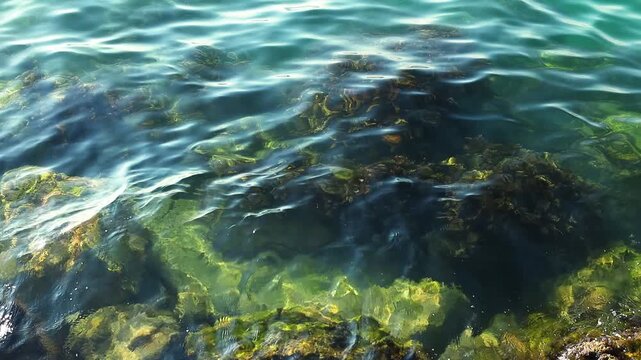 Clear turquoise water gently ripples over rocky seabed with visible seaweed and algae, showcasing the underwater ecosystem in a coastal environment