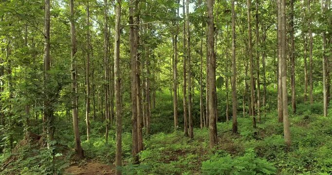 Aerial drone view of a lush tropical forest, showcasing healthy biodiversity, thriving ecosystems, natural vegetation and pristine wilderness for environmental conservation.