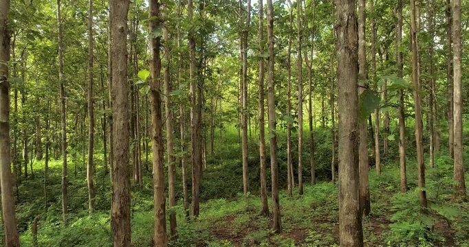 Aerial drone view of a lush tropical forest, showcasing healthy biodiversity, thriving ecosystems, natural vegetation and pristine wilderness for environmental conservation.
