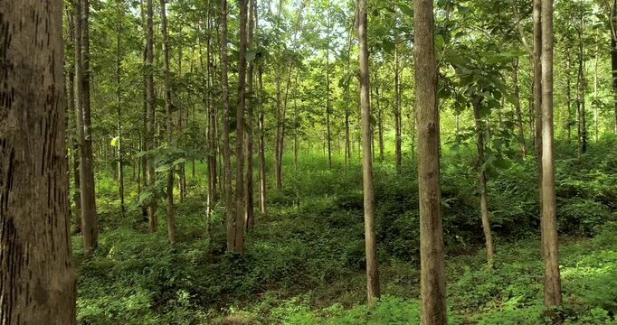 Aerial drone view of a lush tropical forest, showcasing healthy biodiversity, thriving ecosystems, natural vegetation and pristine wilderness for environmental conservation.
