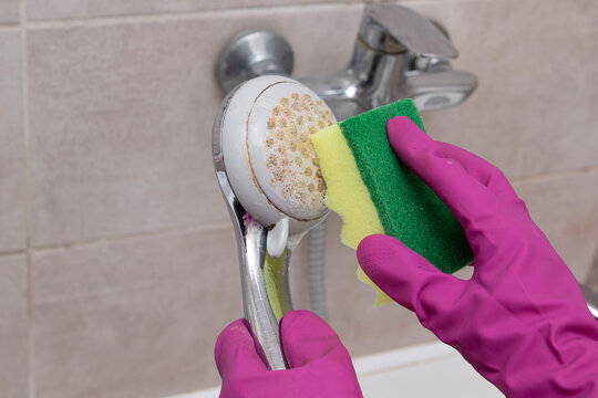 Gloved hand cleaning accumulated mineral deposits and dirt from a shower head using a sponge. Concept of limescale removal, bathroom cleaning, hard water stains