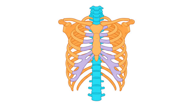 Anatomical illustration of the human rib cage and thoracic spine on a white background