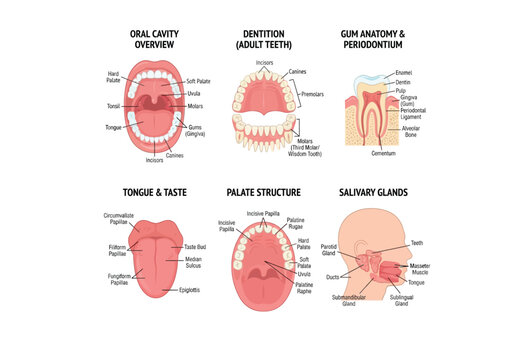 Detailed vector illustration of human oral cavity anatomy and dentition structure