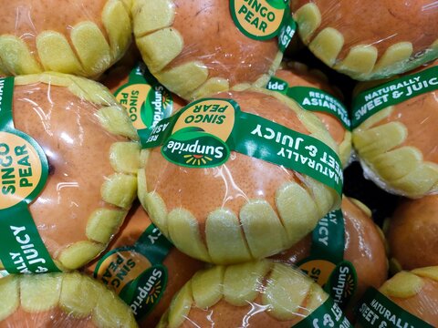 Malang, Indonesia - September 01, 2026: A close-up shot of individually plastic-wrapped Sunpride Singo Asian pears fitted with yellow foam protective bases.