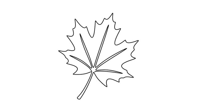 Black and white maple leaf outline drawing isolated