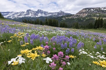 Obraz premium The Alpine Meadow of Colorful Wildflowers Beneath Snowcapped Majestic Peaks
