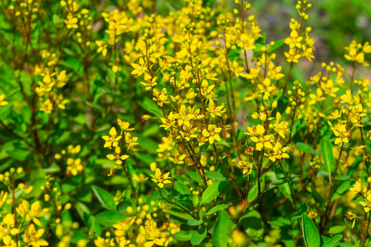 Yellow flowers of Galphimia gracilis blooming densely among lush green foliage in Vietnam, creating a vibrant natural floral background with a tropical garden atmosphere.