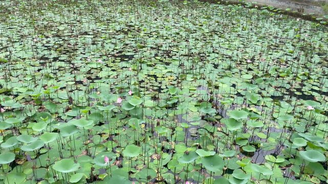 Wide View of Dense Floating Pennywort and Aquatic Plants Covering Calm Lake