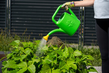 woman watering raised beds with a green watering can, green bean plants with large leaves visible in the garden beds © marekfromrzeszow