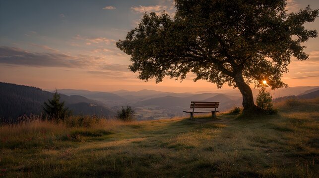 Solitary park bench under tree at sunset in countryside