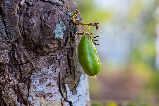 Bilimbi Fruit on Tree Trunk