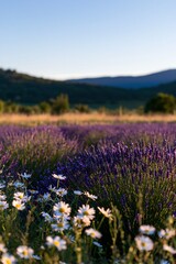 Obraz premium Vibrant lavender field with white blooms and mountains