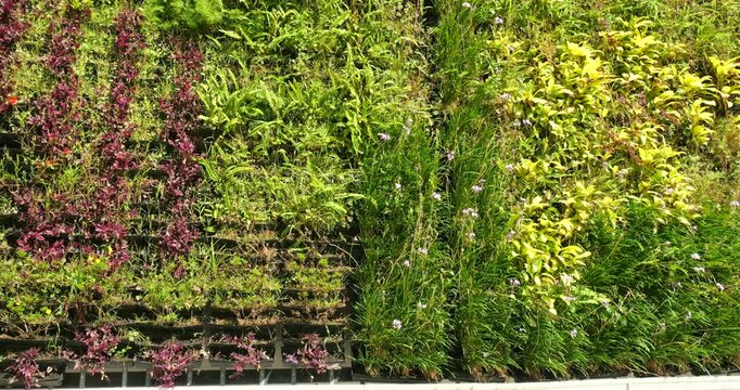 Vertical gardern on the wall of a skyscraper in Medellin, Colombia. Such gardens improve air quality by trapping dust, removing C02, releasing oxygen,. provides insulation and blocks street noise