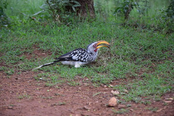 Southern Yellow-billed Hornbill with Open Beak Standing in Grass, South Africa © MikaelaRyden