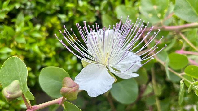 White caper flower with distinctive dark stamens in sharp focus, surrounded by green foliage, natural garden setting