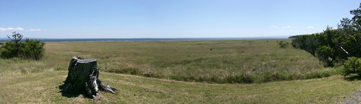 Fukushima native meadow with weathered stump and distant view