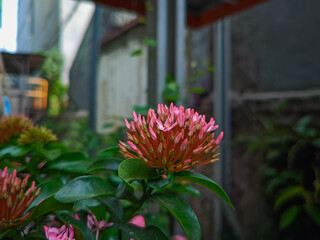 Vibrant pink Ixora buds with small flowers in full bloom. The lush green foliage is sharply focused in the foreground against a soft, urban bokeh background. Perfect for nature, garden, or tropical th © Regi