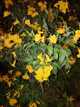 Yellow Trumpet Flowers Blooming in a Lush Green Garden at Night