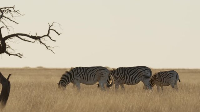 Plains zebra (Equus quagga, formerly Equus burchellii) in a Kalahari-Nama Karoo biome transition zone near Kimberley, Northern Cape, South Africa, showcasing African wildlife and natural habitat.