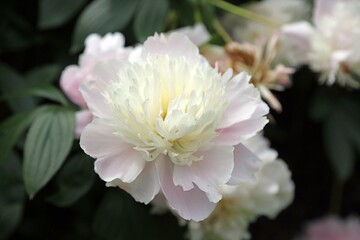 Macro image of white and pale pink Peony petals, Derbyshire England  © Judith